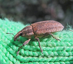 Lixus myagri