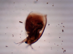 Simocephalus serrulatus