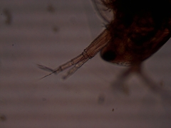 Simocephalus serrulatus