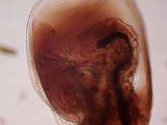 Simocephalus serrulatus