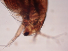 Simocephalus serrulatus