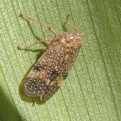 Cicadellidae