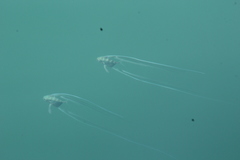 Alectis ciliaris