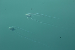 Alectis ciliaris