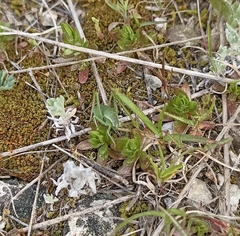 Isophya pyrenaea