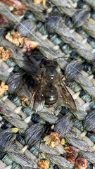 Osmia cornifrons