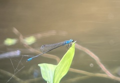 Acanthagrion trilobatum