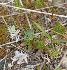 Isophya pyrenaea