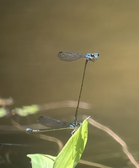 Acanthagrion trilobatum