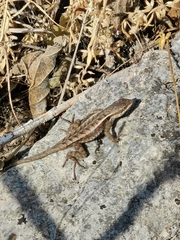 Sceloporus siniferus