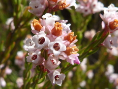 Erica articularis