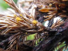 Chloroscypha alutipes