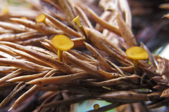 Chloroscypha alutipes