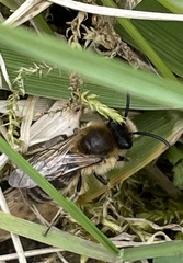 Colletes cunicularius