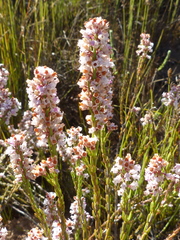 Erica articularis
