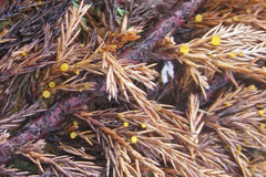 Chloroscypha alutipes