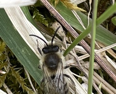 Colletes cunicularius