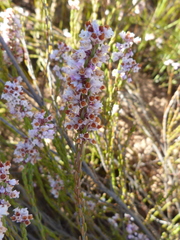 Erica articularis