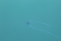 Alectis ciliaris