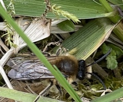 Colletes cunicularius