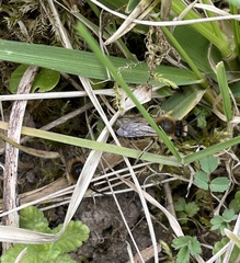 Colletes cunicularius