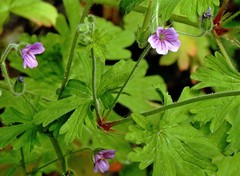 Geranium magellanicum