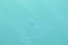Alectis ciliaris
