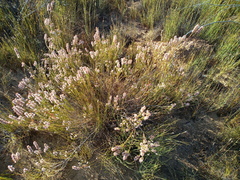 Erica articularis