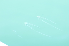 Alectis ciliaris