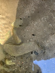 Pseudacris hypochondriaca