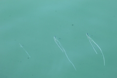 Alectis ciliaris