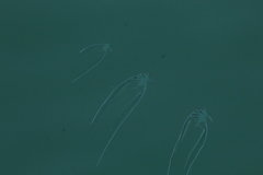 Alectis ciliaris