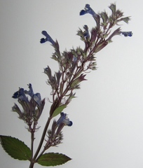 Nepeta grandiflora