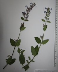 Nepeta grandiflora