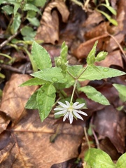 Stellaria pubera