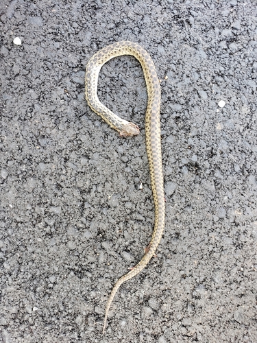 iNaturalist observation photo of Pacific Gopher Snake