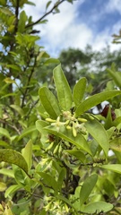 Ximenia americana image