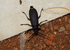 Aulacopus reticulatus