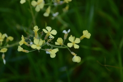 Raphanus raphanistrum