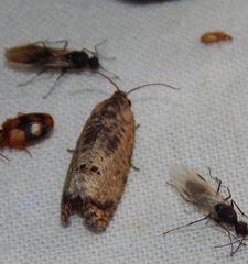 Cryptophlebia peltastica