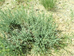 Caroxylon passerinum