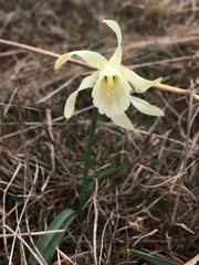Narcissus moleroi