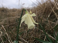 Narcissus moleroi