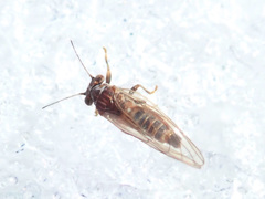 Cacopsylla melanoneura