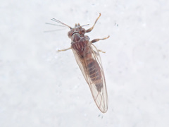 Cacopsylla melanoneura