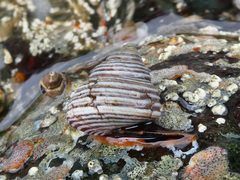 Calliostoma ligatum