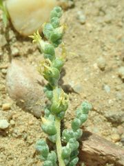 Caroxylon passerinum