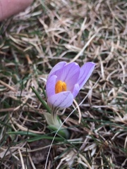 Crocus nevadensis
