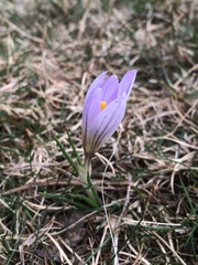 Crocus nevadensis