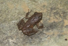 Eleutherodactylus pallidus